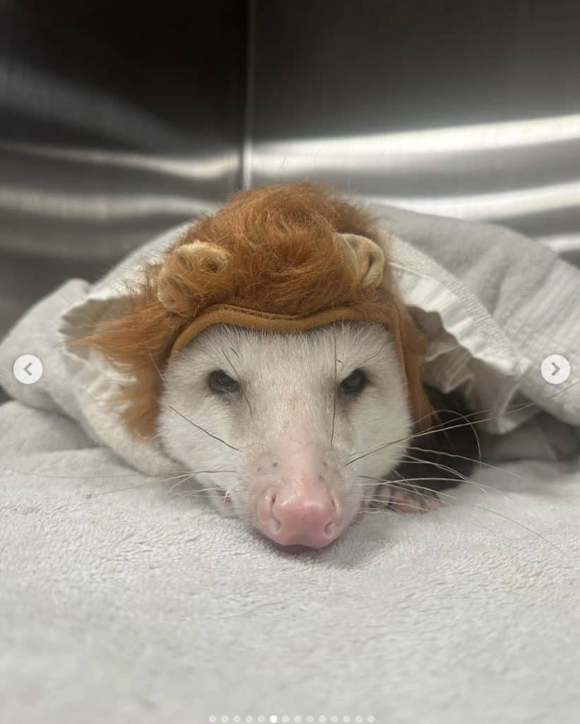 opossum looking at camera